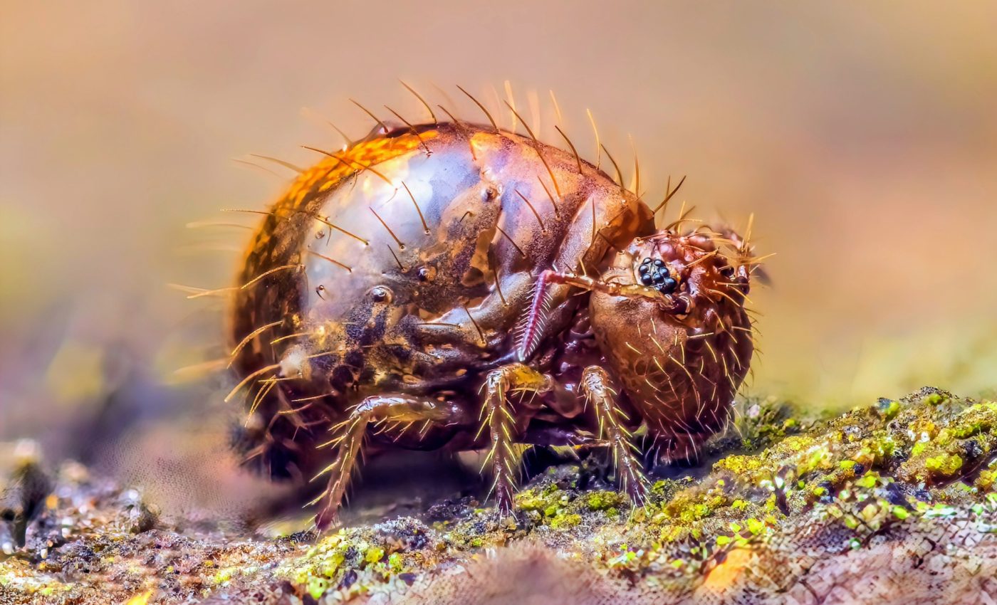 Tiny backyard bugs perform the fastest backflips on the planet
