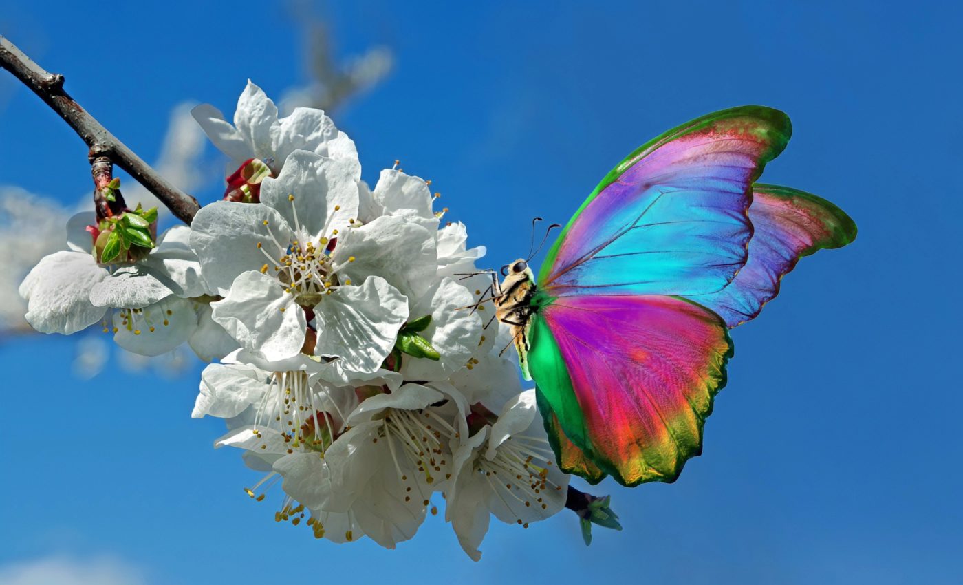 How do butterfly wings acquire their breathtaking colors?
