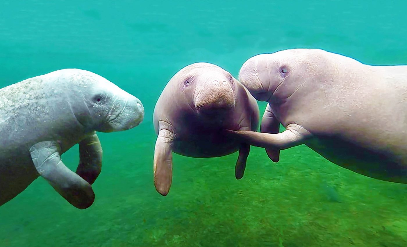 Prehistoric sea cow fossils show it was dinner for a crocodile and a shark