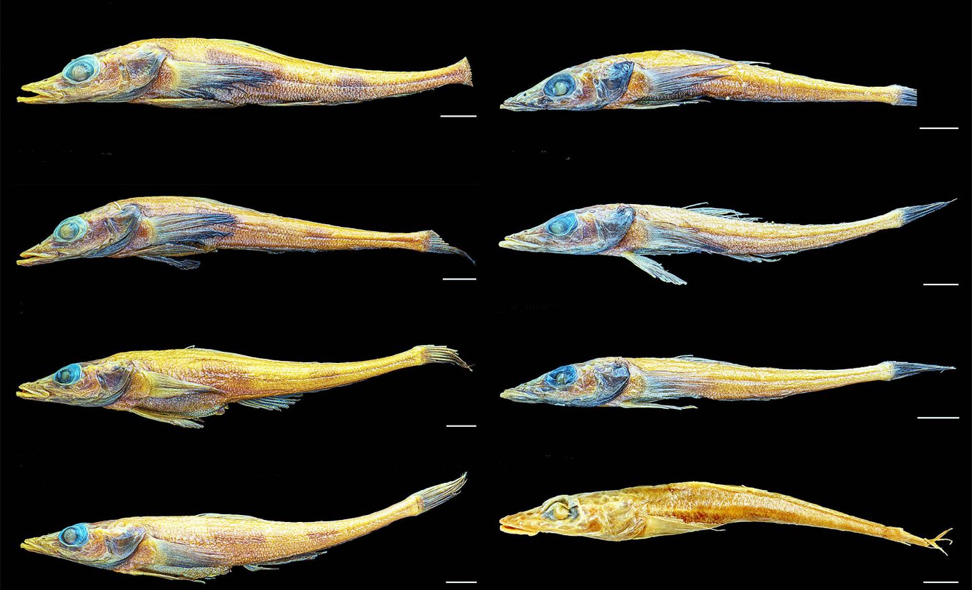 New dragonfish species reveals the fragility of the Antarctic ecosystem