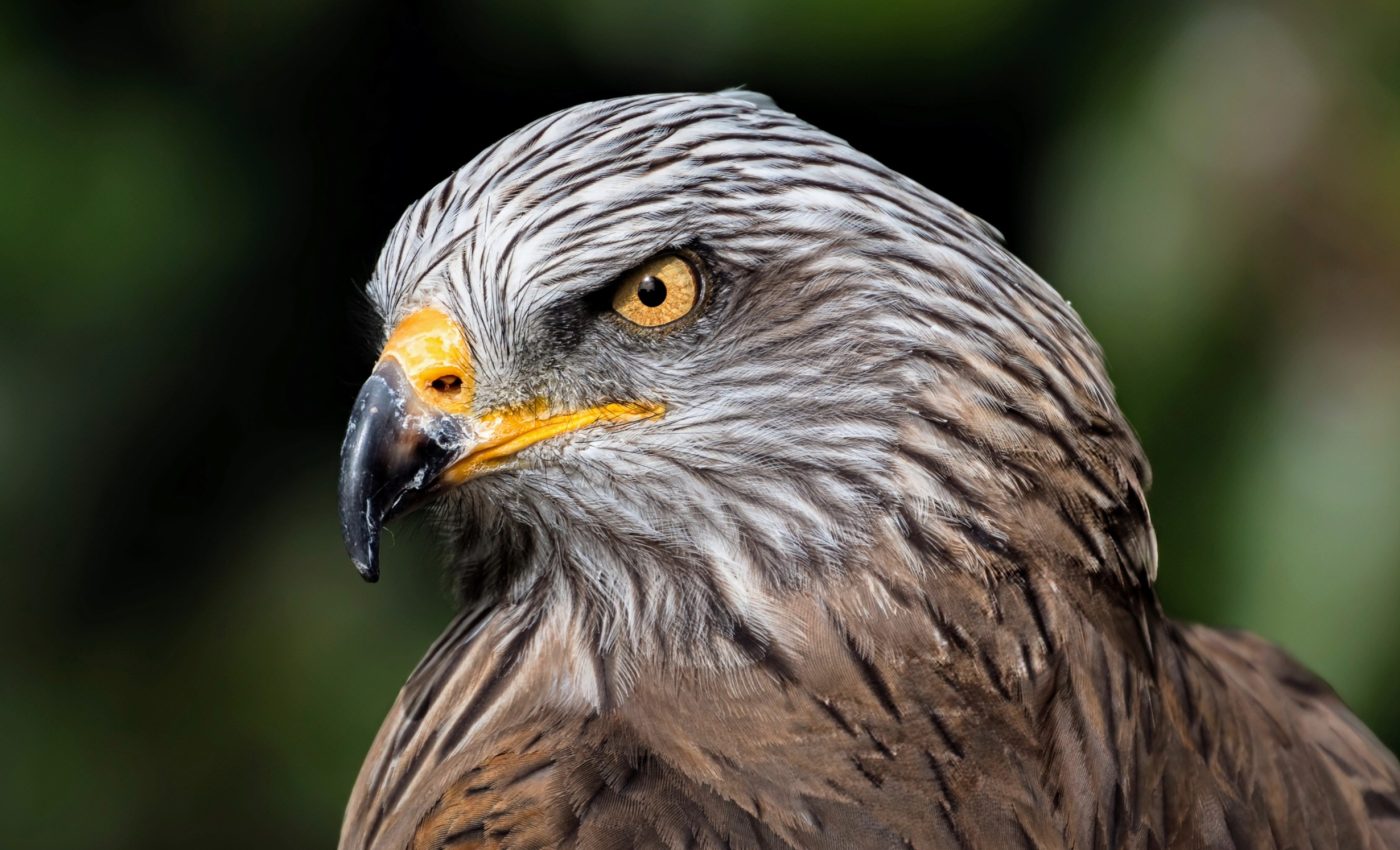 Resilient hawks manage to thrive despite shrinking habitats