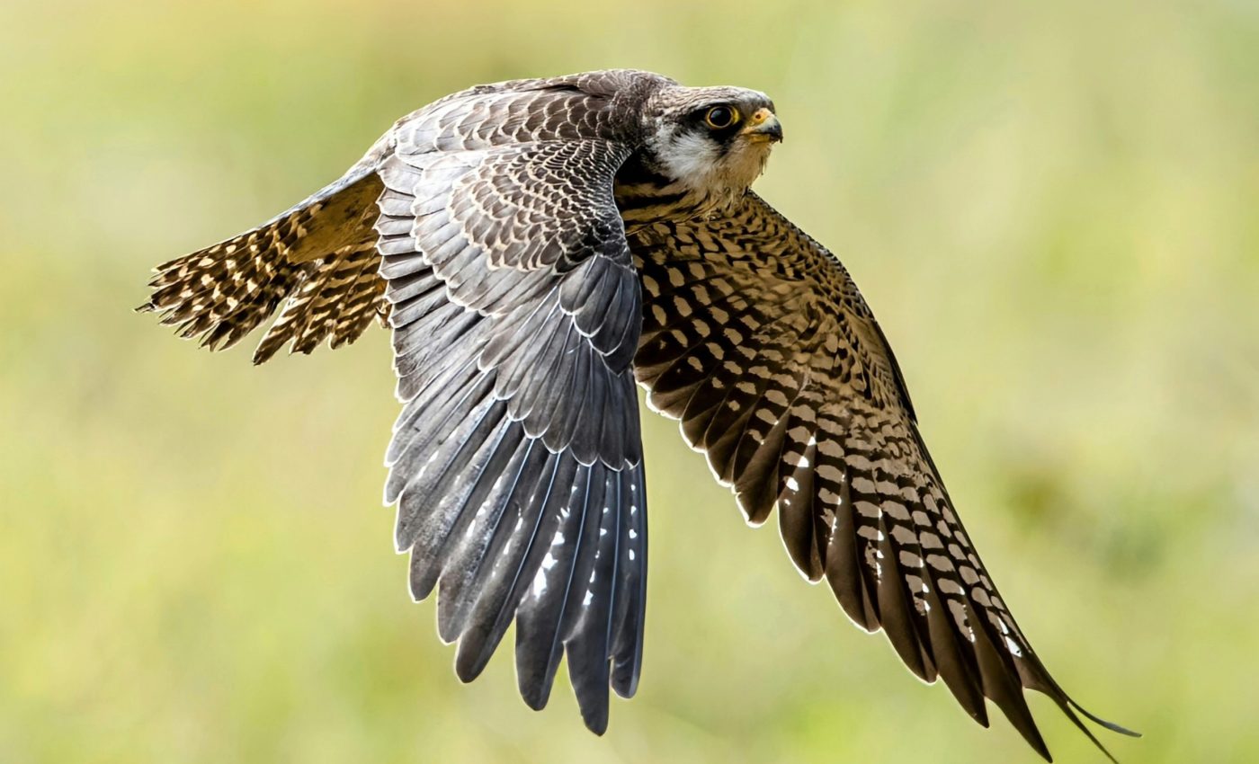 How do Amur falcons fuel their 2,000-mile flights?