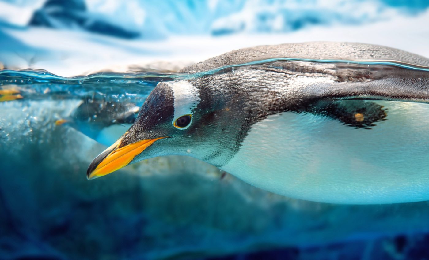 How are intense heat waves affecting life in Antarctica?