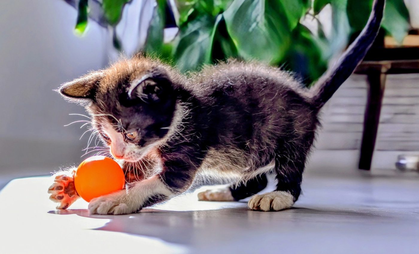 Go fetch: Some cats love fetching as much as dogs