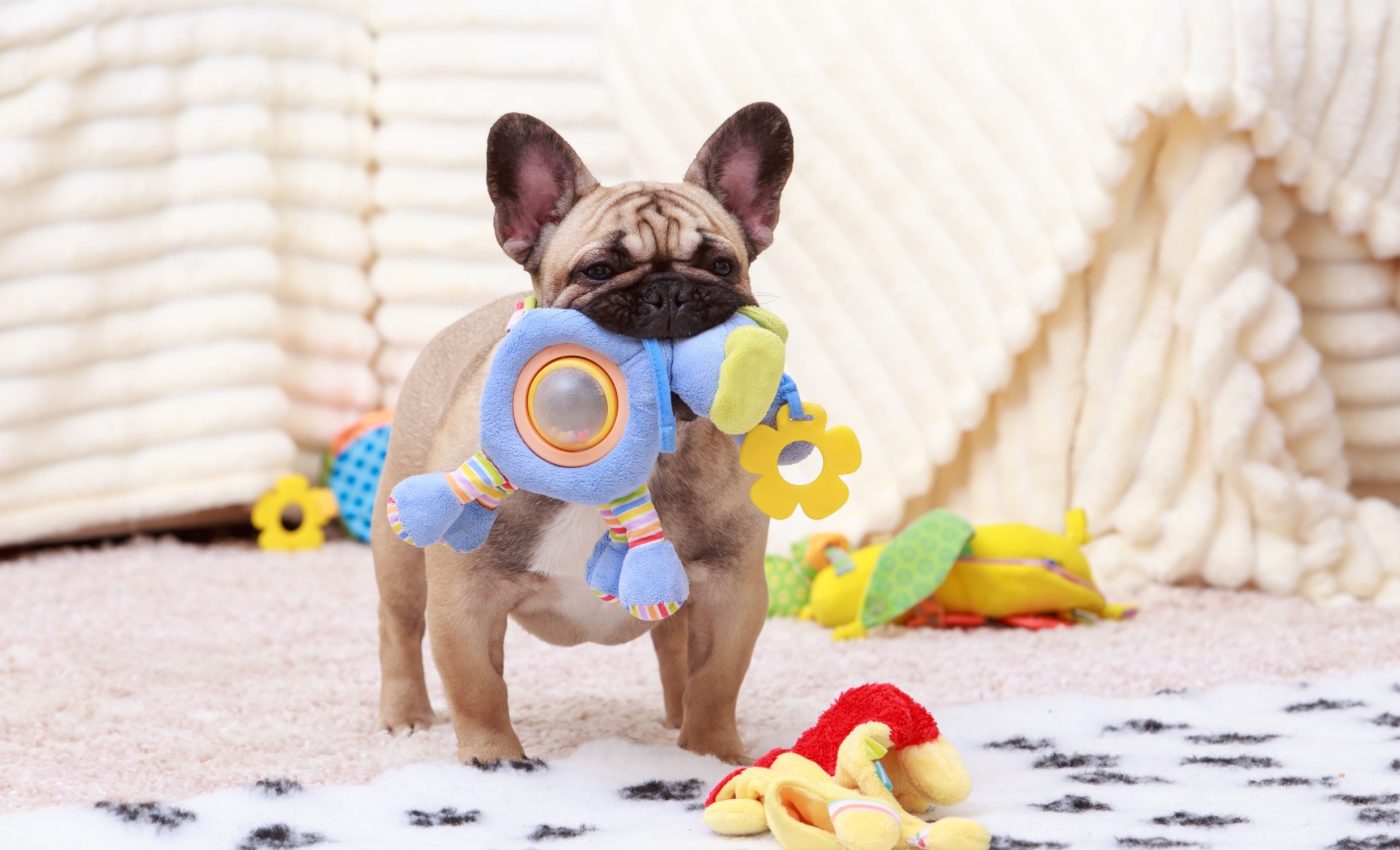 Some dogs can remember their toy names for years