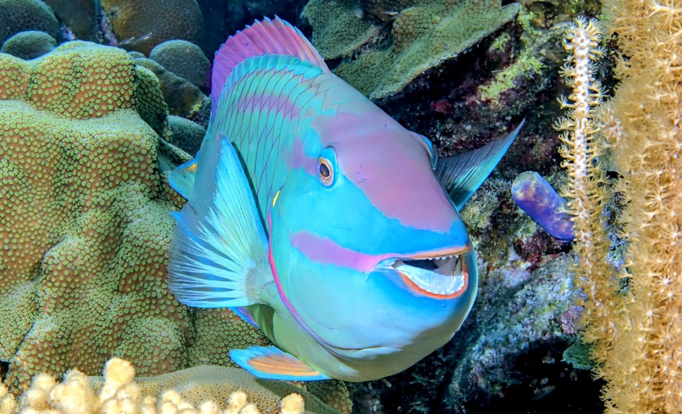 Parrotfish are more aggressive with strangers than neighbors