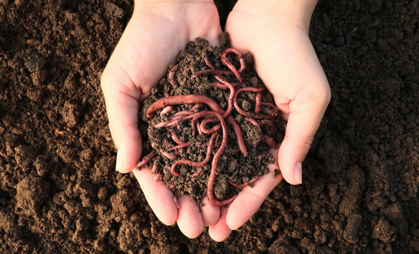 Soil pollution is harming worms and bugs to an unknown degree