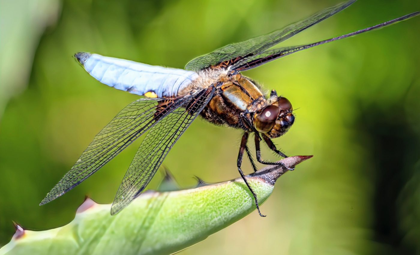 Dragonflies are perfect hunters, even in extreme temperatures