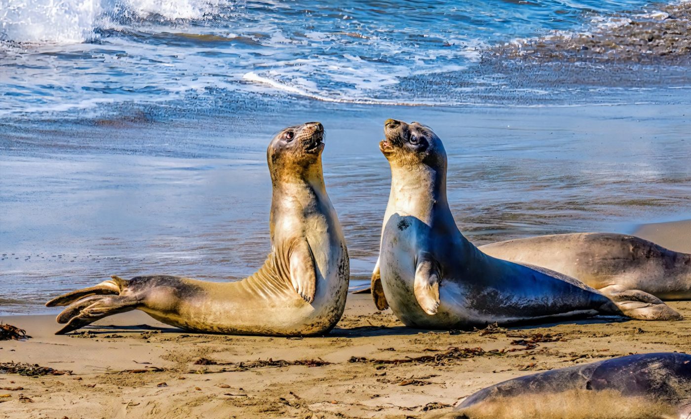 Elephant seals use sonar signals to dine deep underwater