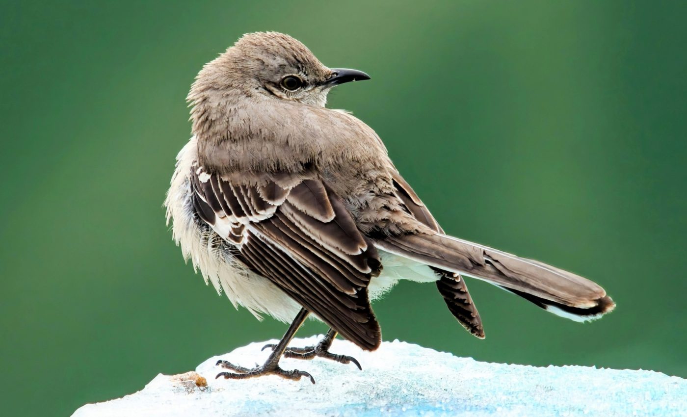 Birds are moving north and breeding earlier in a changing climate