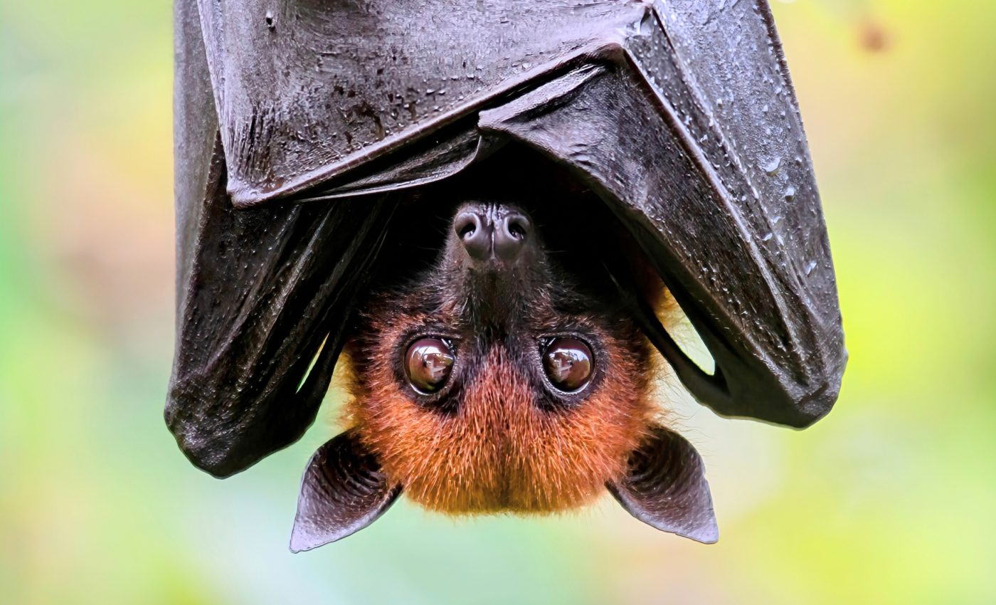 Disappearance of bats linked to unexpected rise in infant deaths