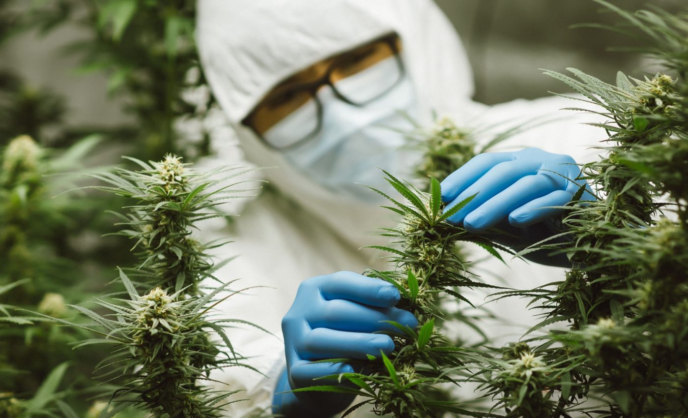 Cannabis production may soon get a major boost