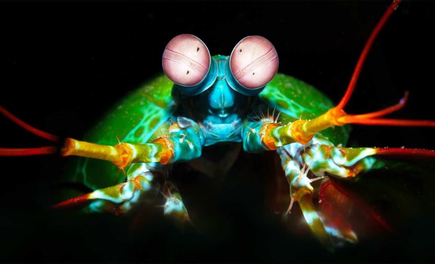 Robot discovers surprising food source for deep ocean creatures