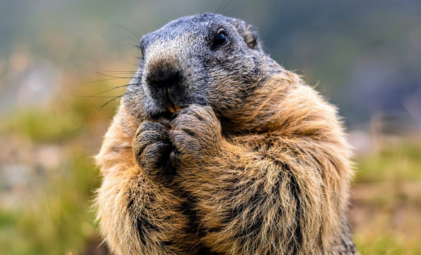 Early adversity reduces life expectancy in most mammals