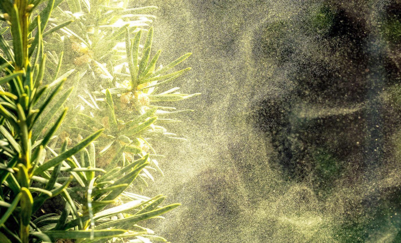 Pollen alters cloud formation and changes weather patterns