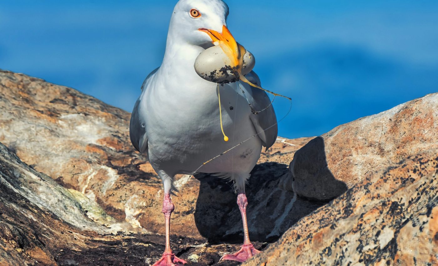 Seabirds have highly sensitive beaks to locate food