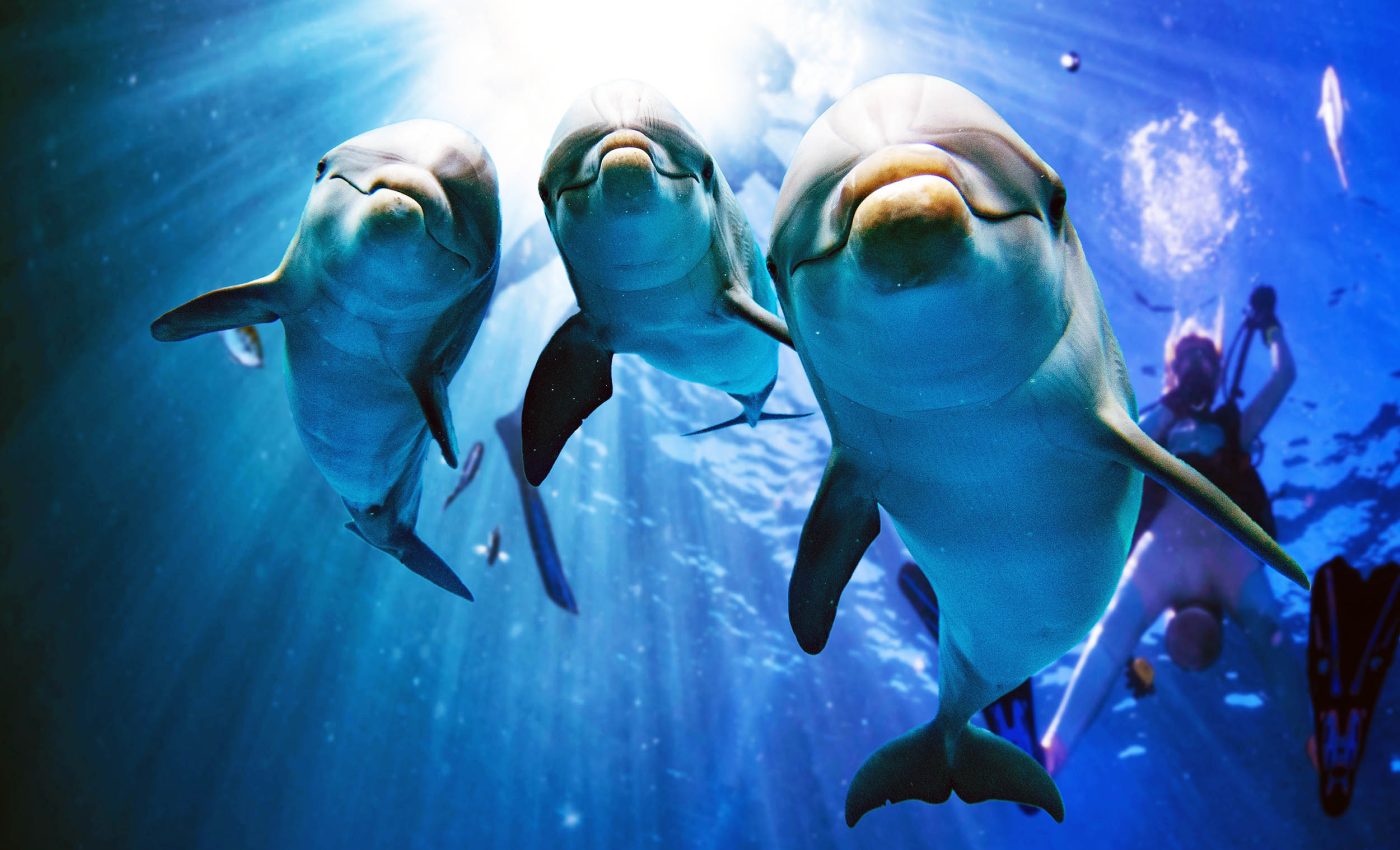 Mammals evolved similar inner ears despite different ancestry