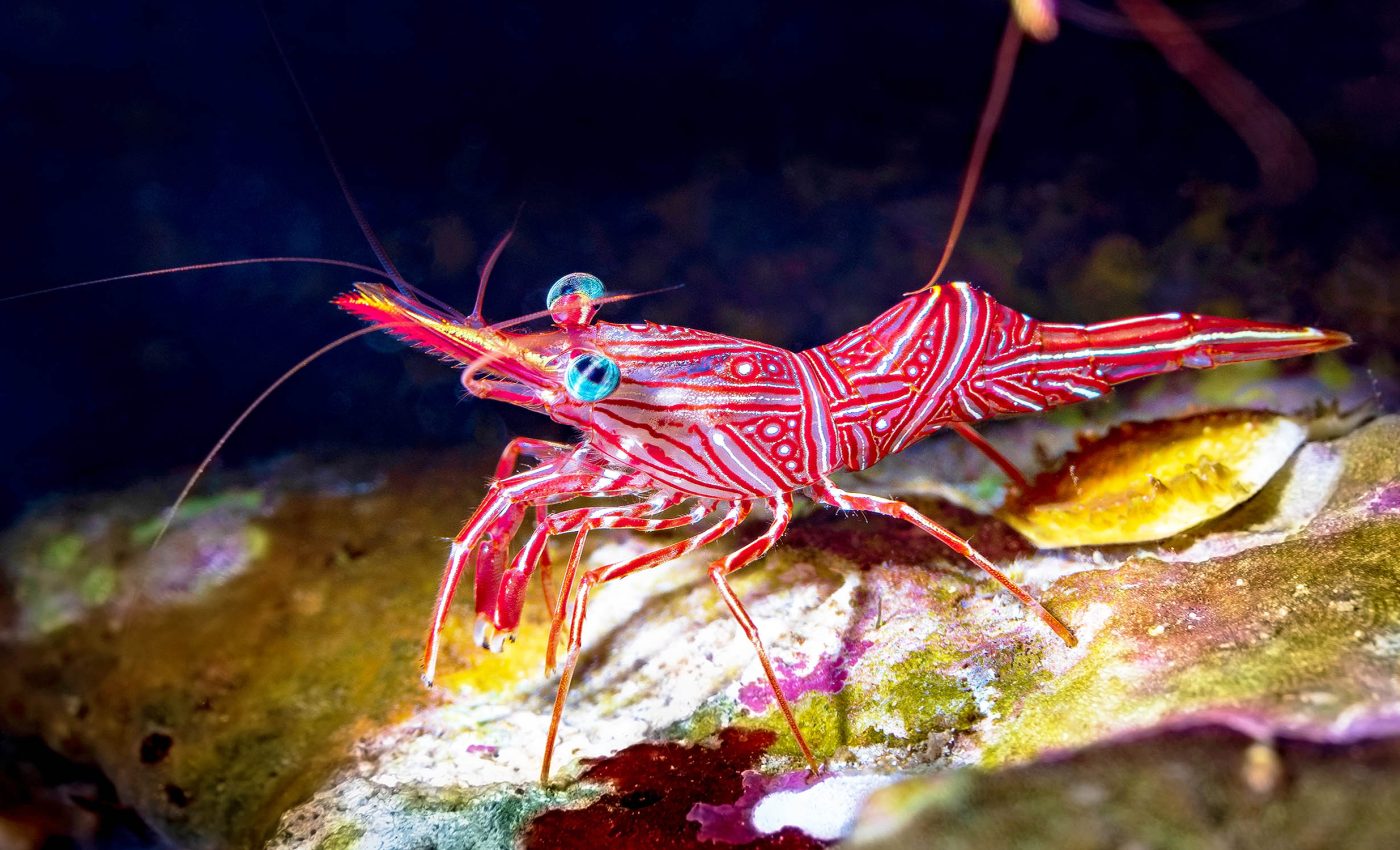 Shrimp have the ability to 'smell' their way home underwater
