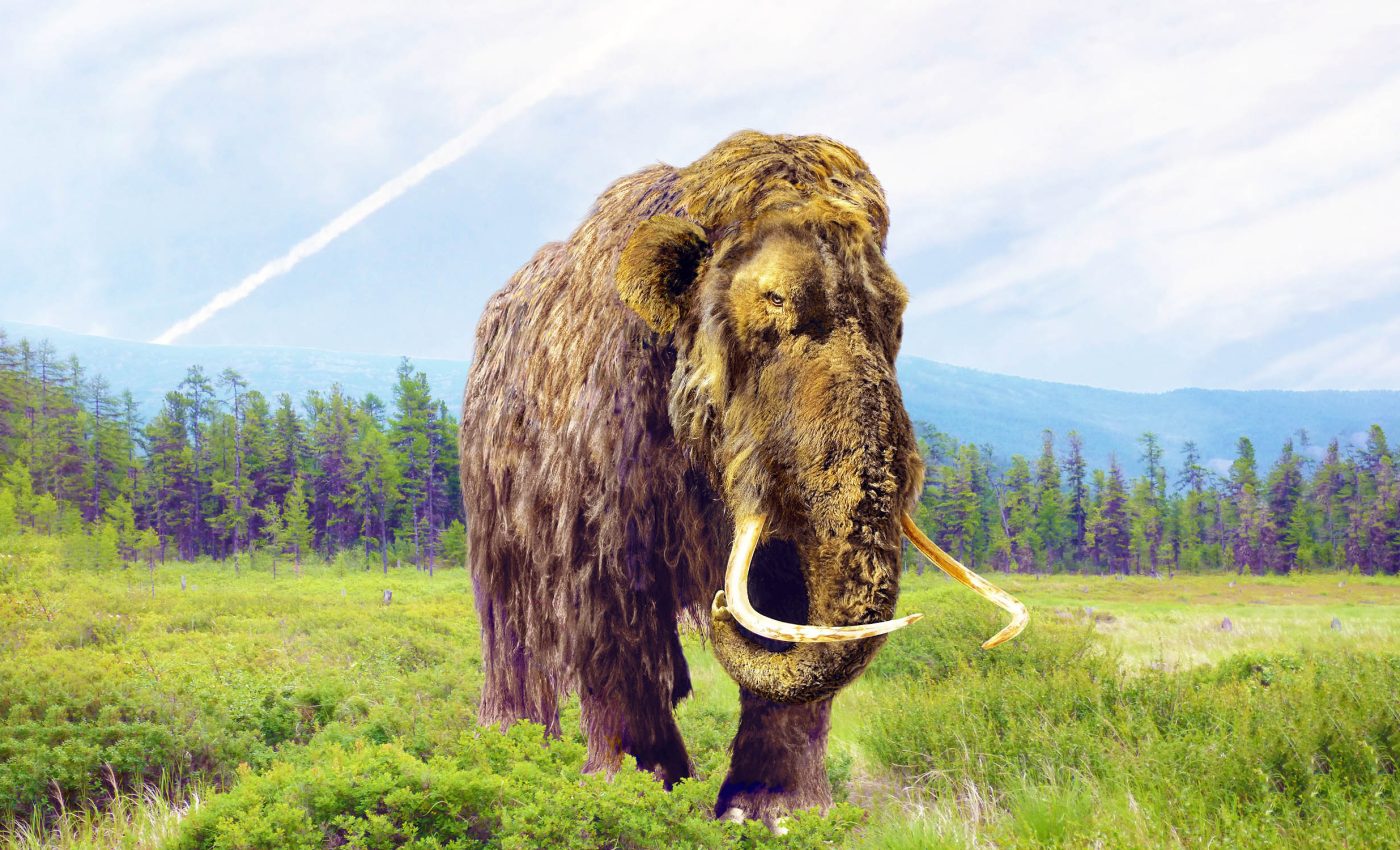 Hay fever: The culprit behind woolly mammoth extinction?