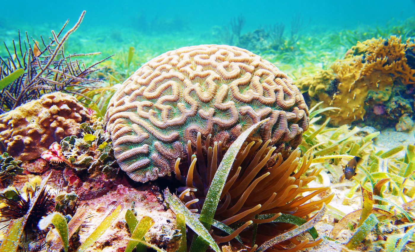 Pacific Ocean temperatures have never been this high in 650 years