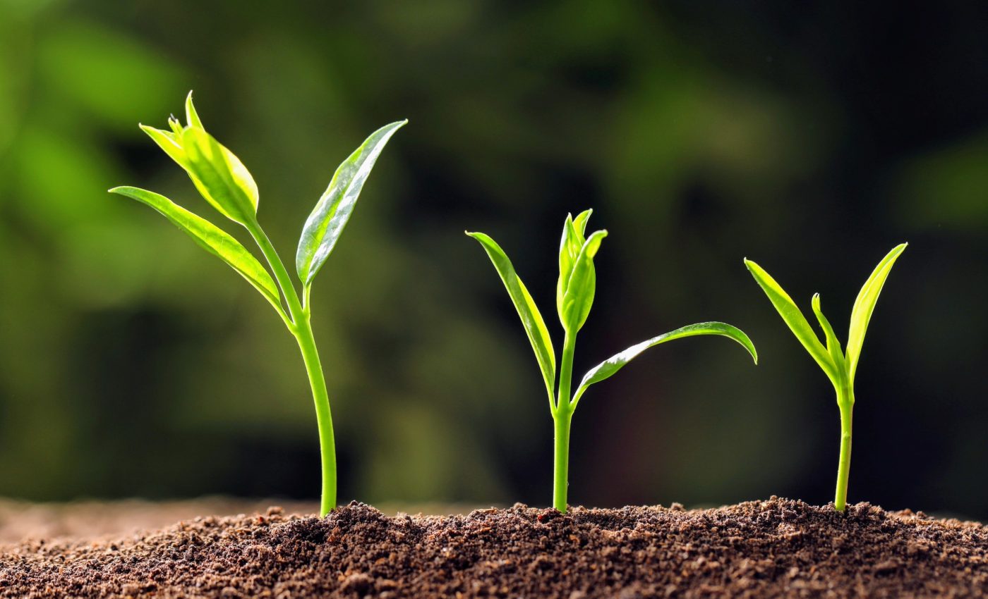 Secret lives of plants: Exploring complex interactions