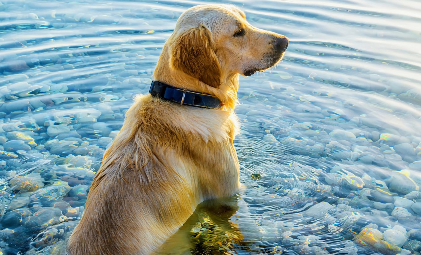 This simple technique instantly reduces heat stress in dogs