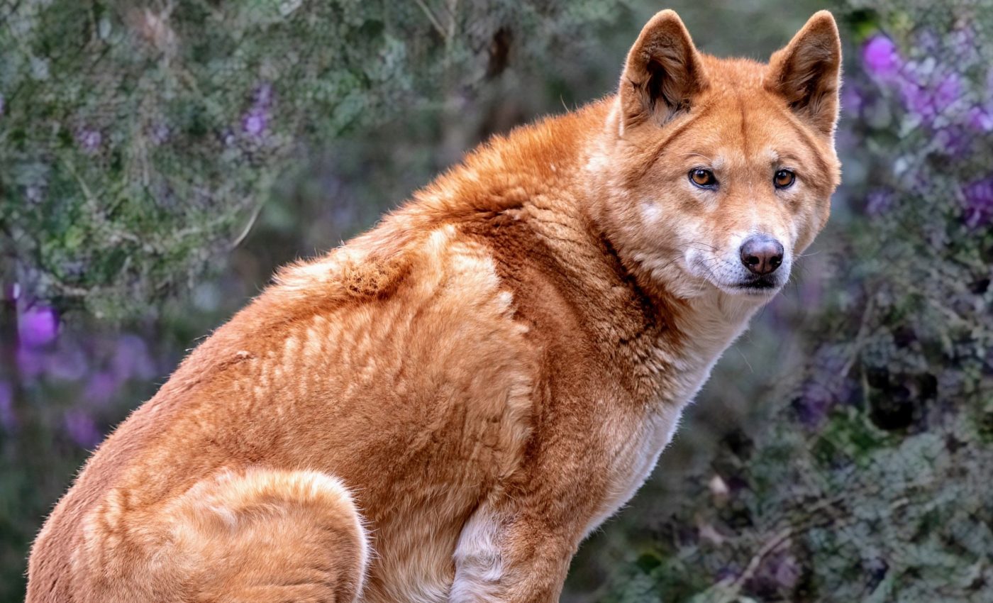 Australian dingoes evolved from dogs in East Asia