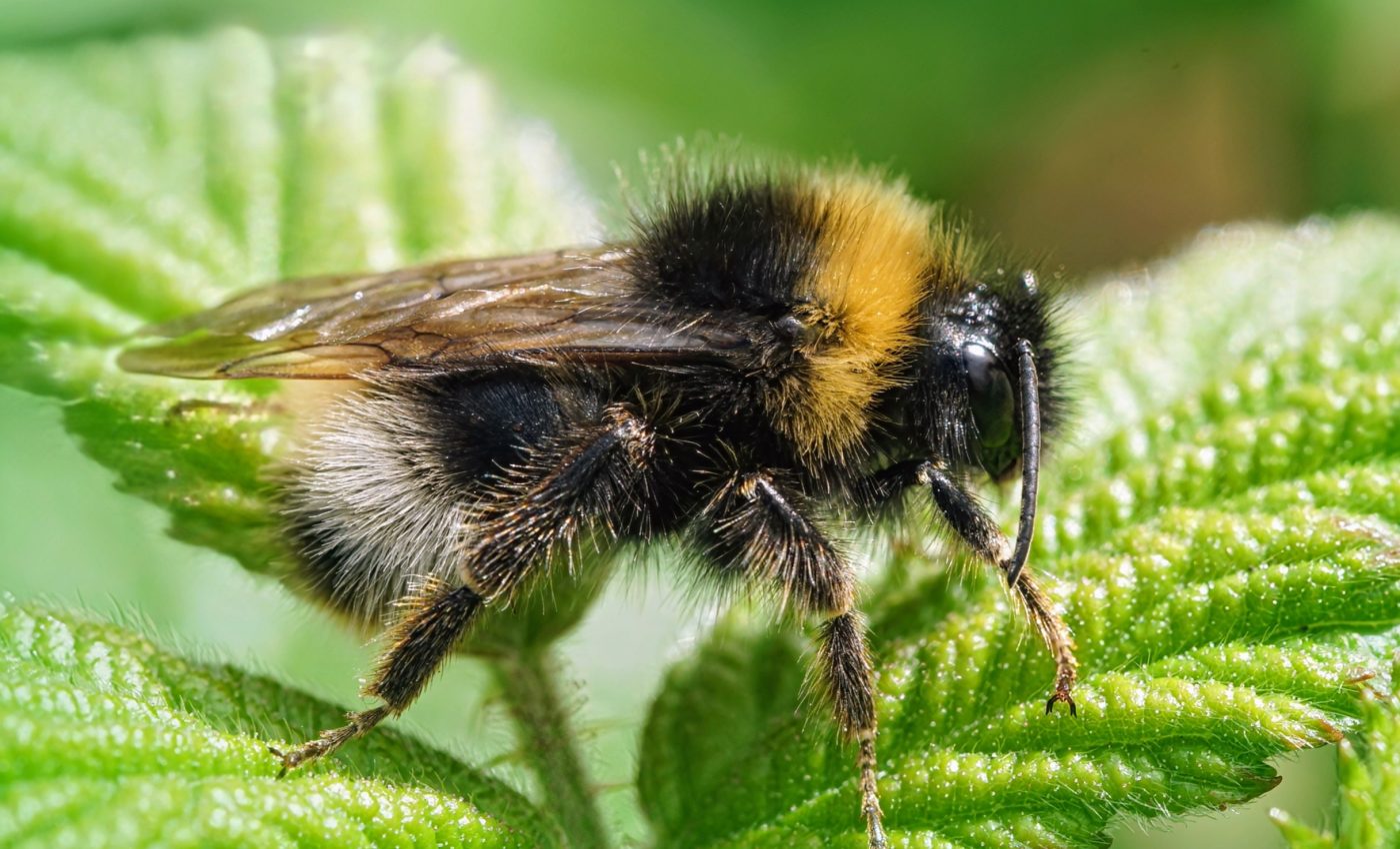 Bumblebees make the same memory mistakes as humans