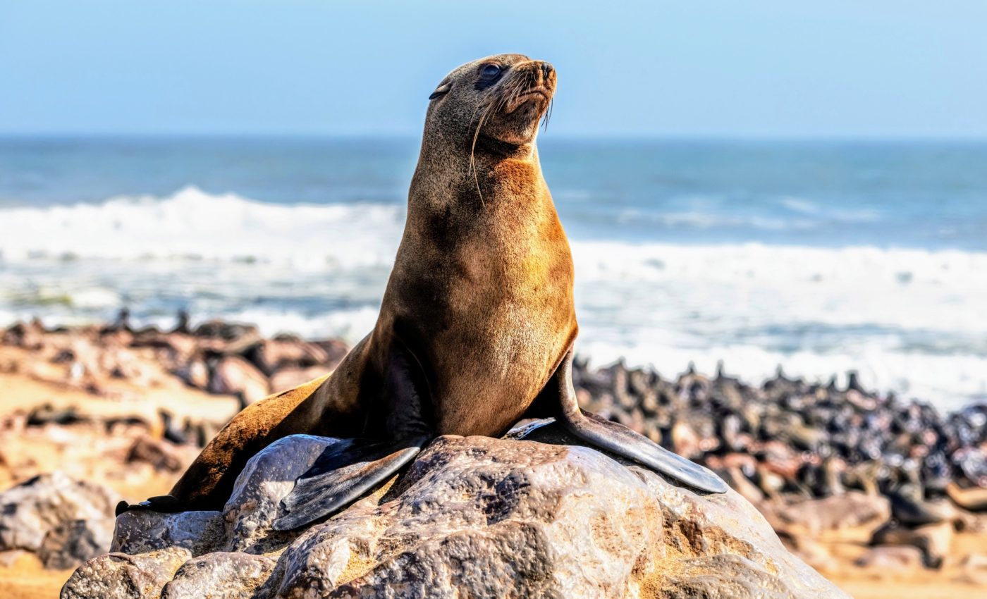 Rabies is spreading among marine animals for the first time