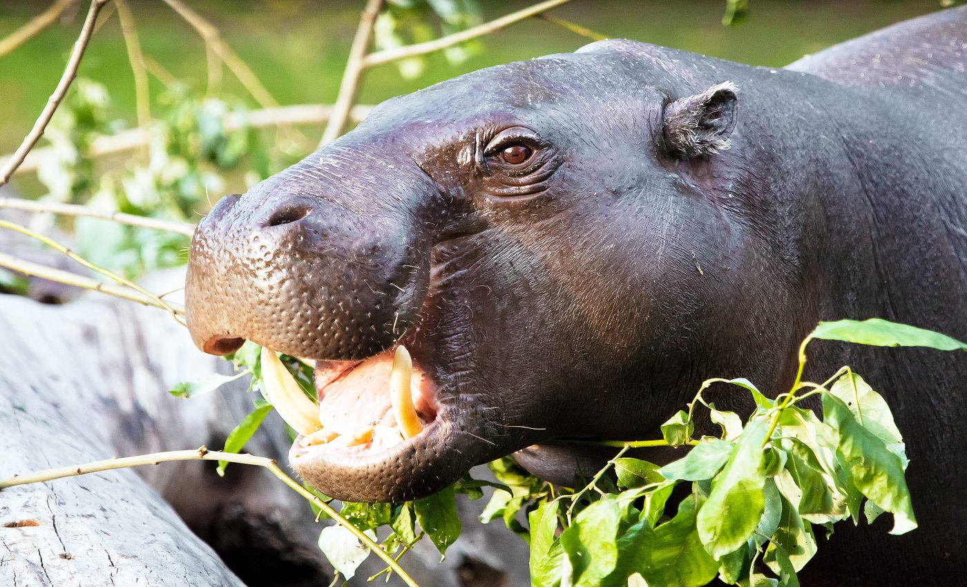 Extinction of dwarf elephants and hippos directly linked to humans