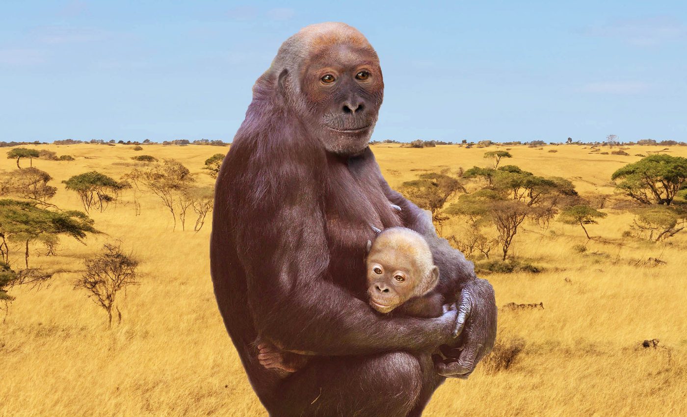 Pierolapithecus: Recreating the face of an ancient human ancestor