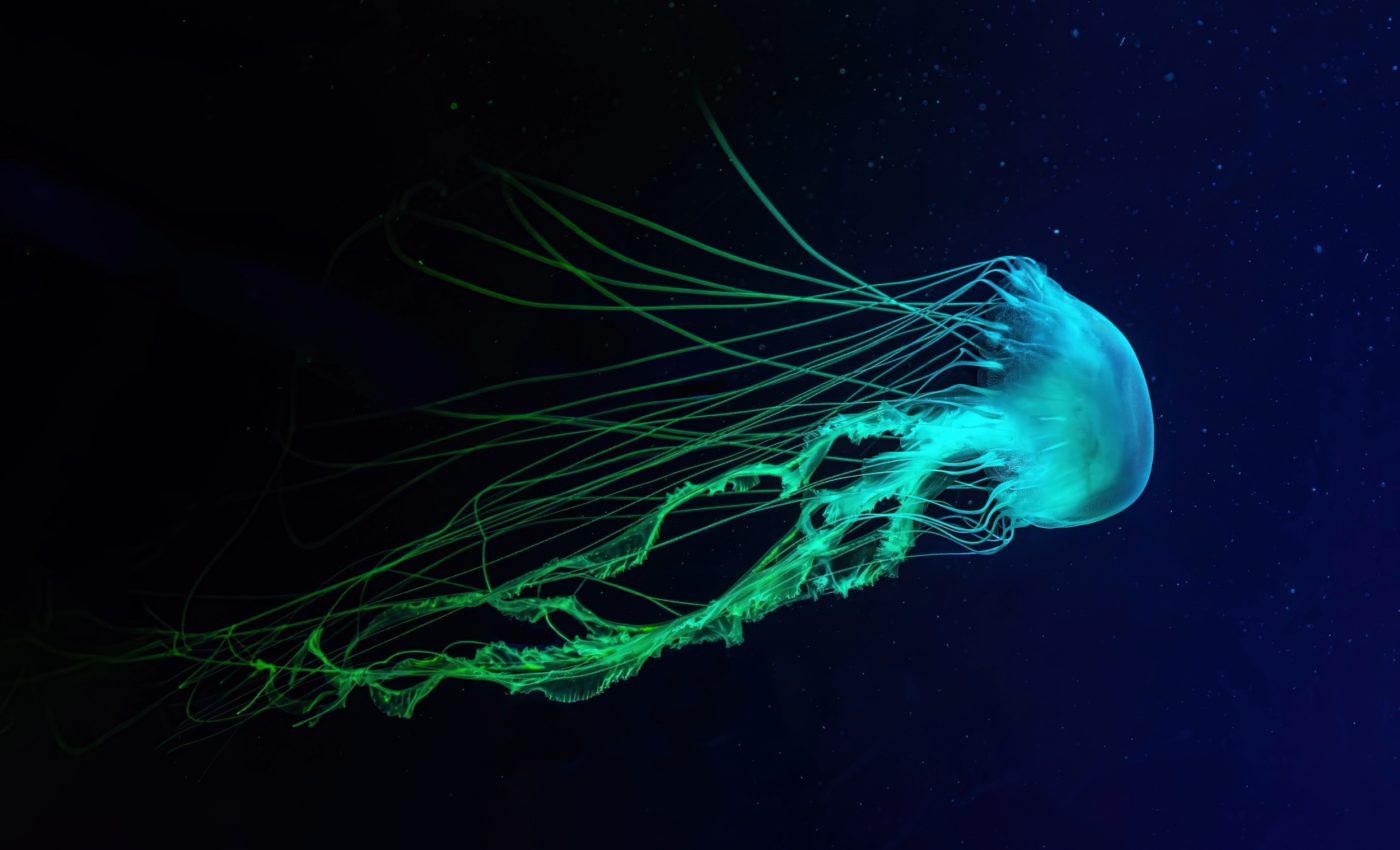 Unexpected discovery sheds light on life in the ocean's twilight zone