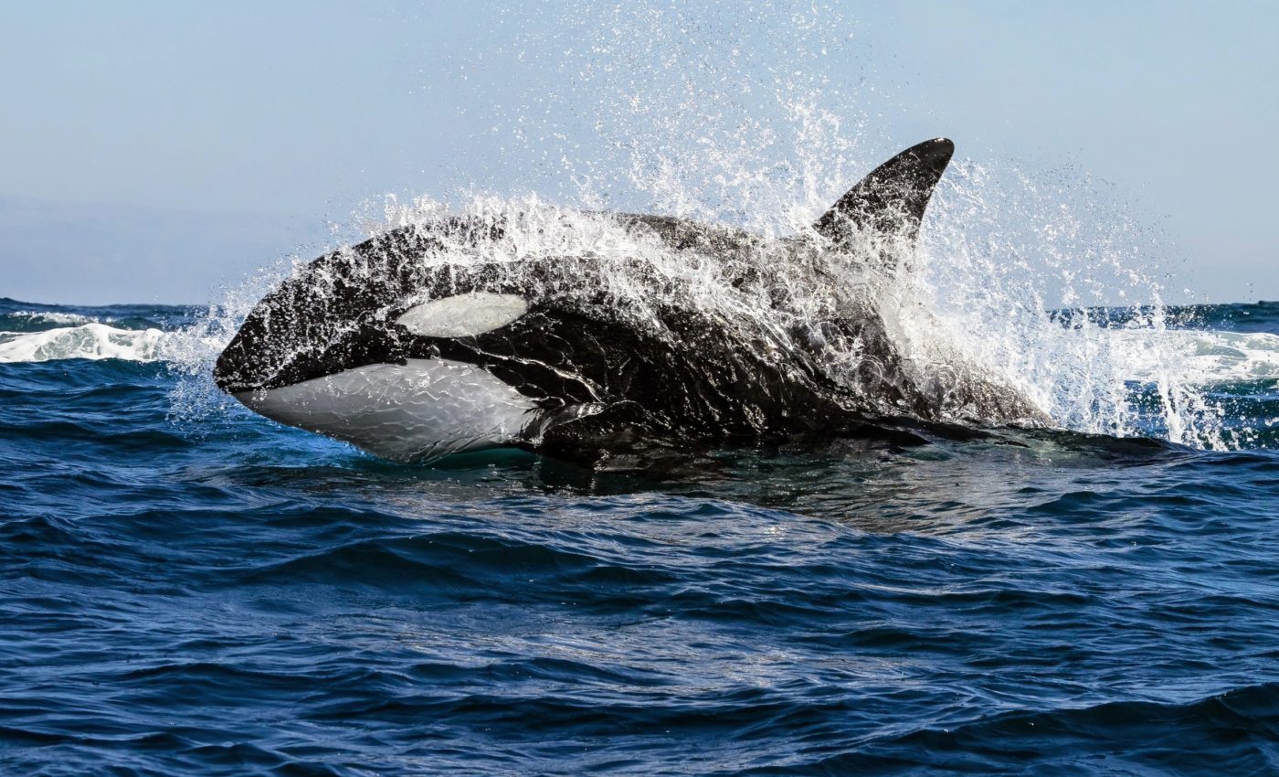 Orcas have hunting and eating habits that we never imagined
