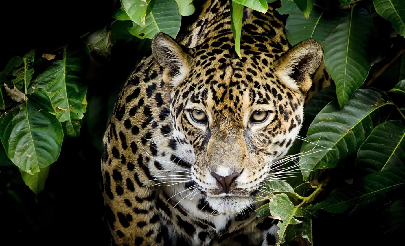 Mammal evolution kicked off with daring 'experiments'