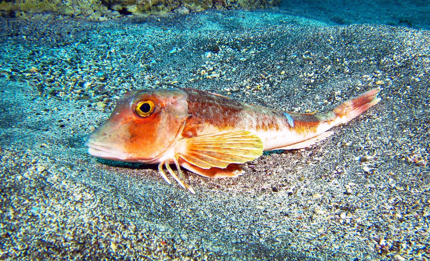 Fish called "sea robins" have real legs that they use to both walk and taste things