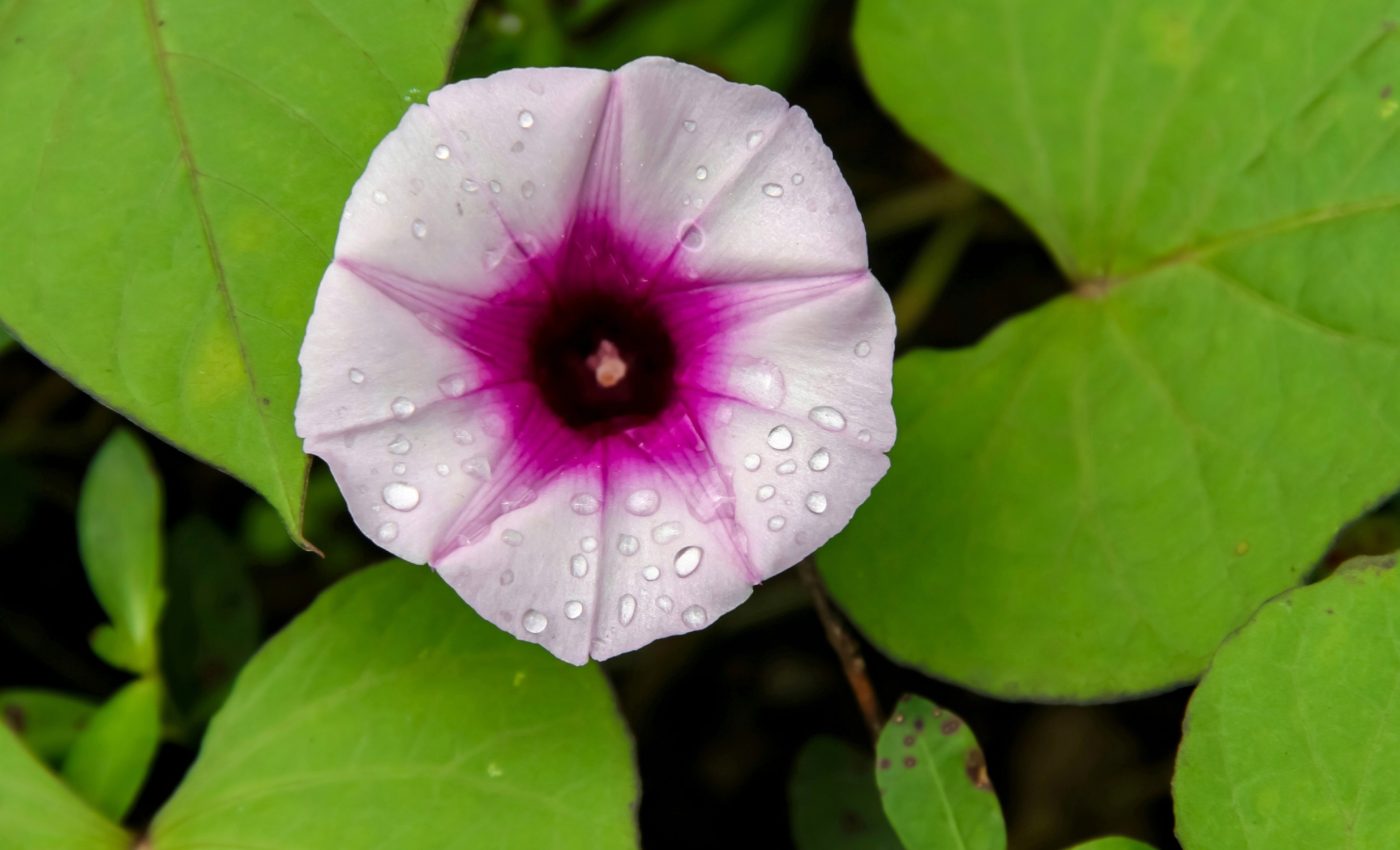 Soil bacteria makes flowers more attractive to pollinators