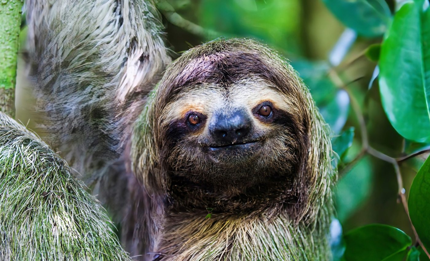 Sloths are struggling to survive climate change
