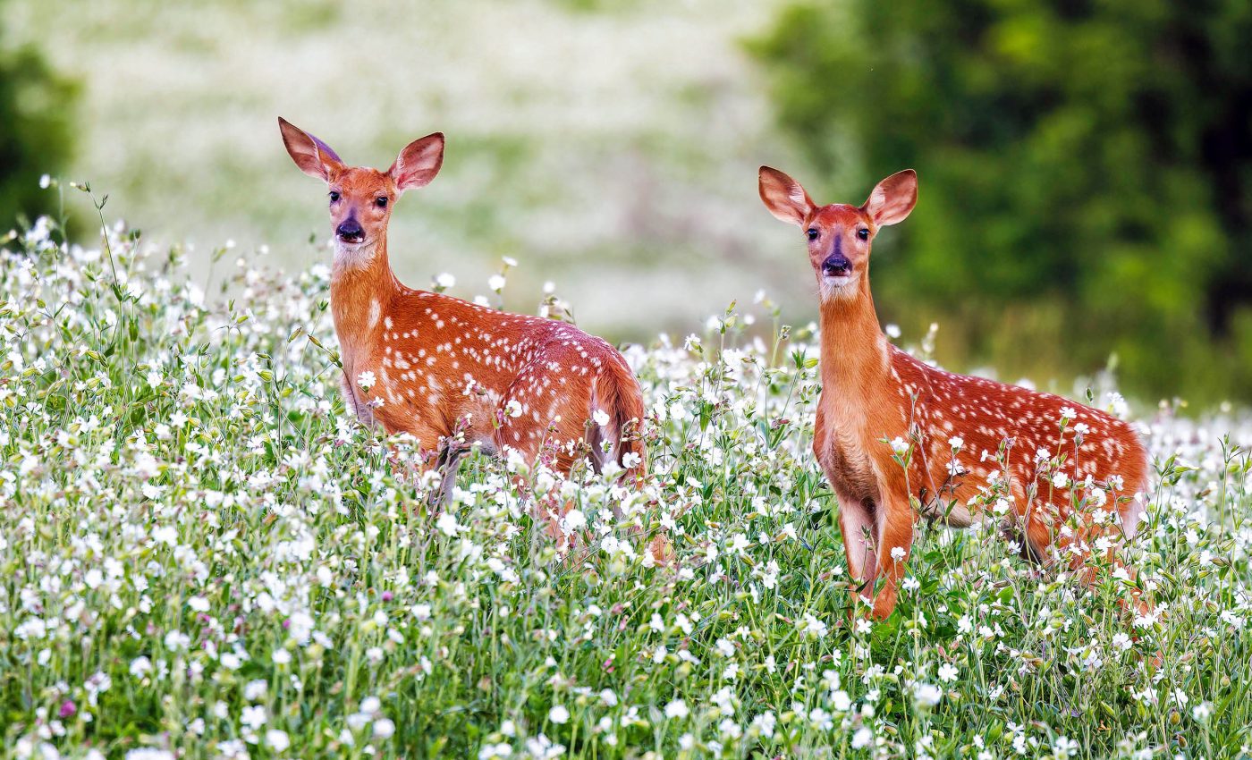 How does climate change affect deer? It's complicated