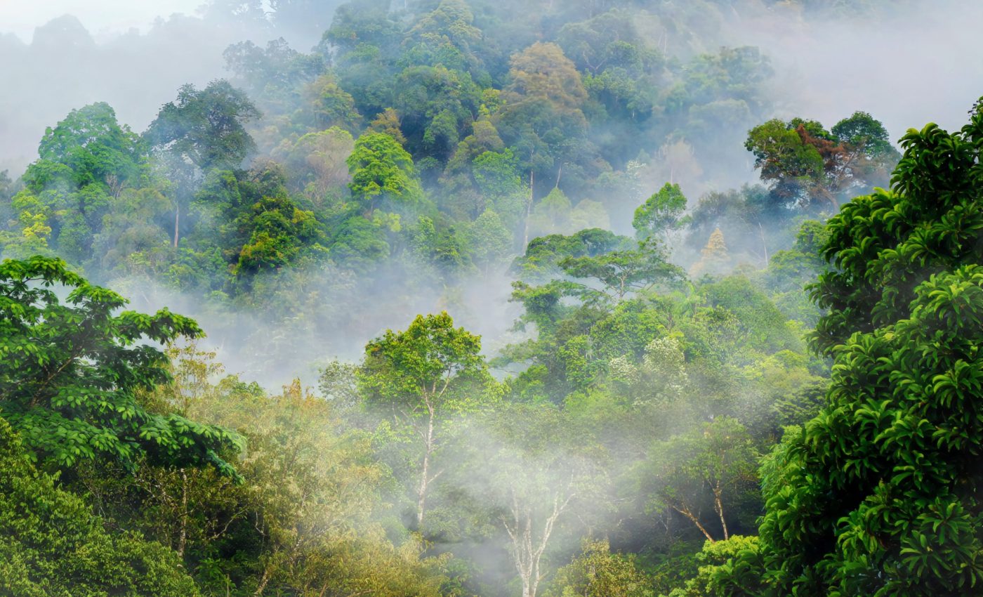 Drones reveal hidden biodiversity in rainforest canopies
