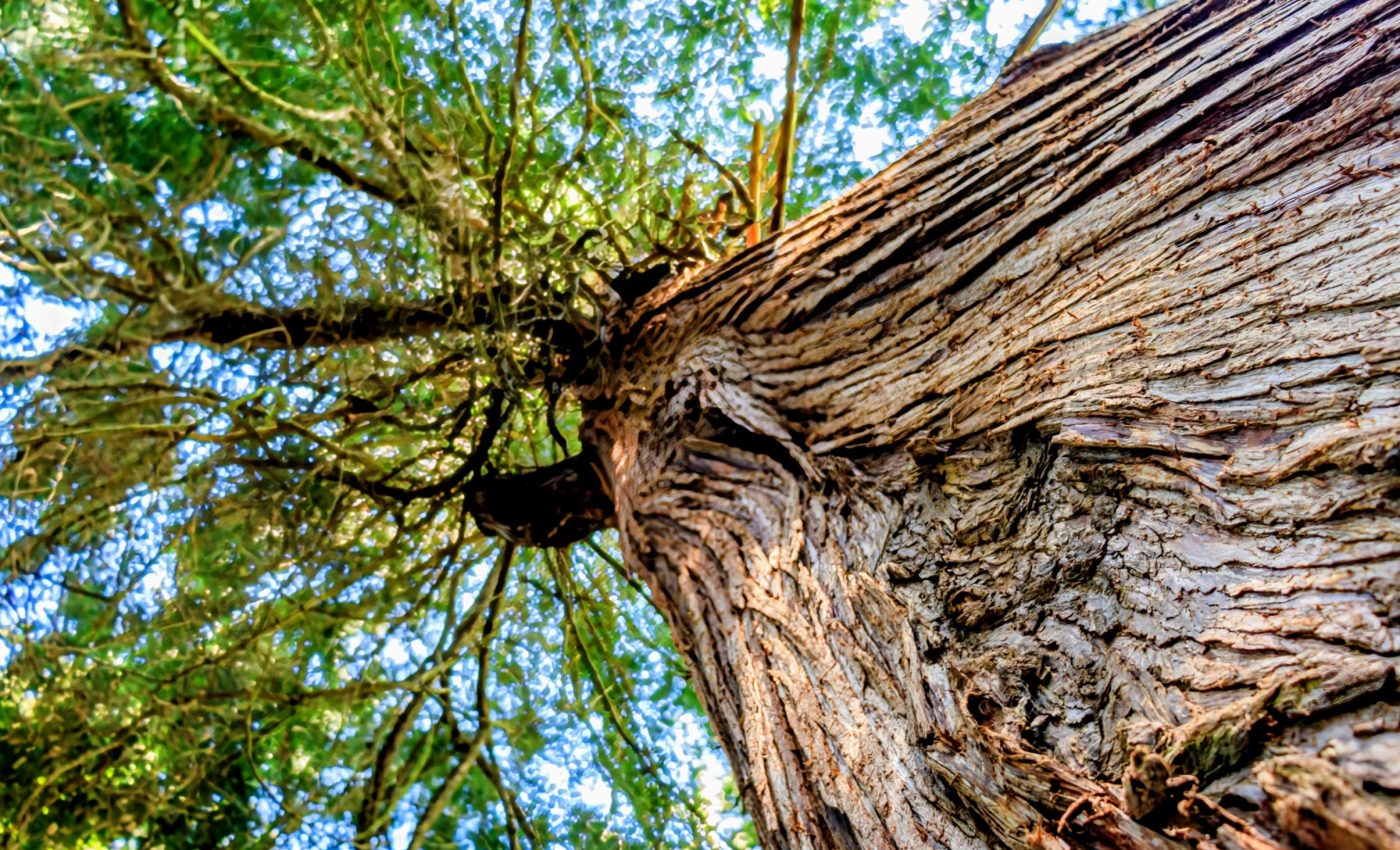 Ancient log inspires a simple yet effective climate solution