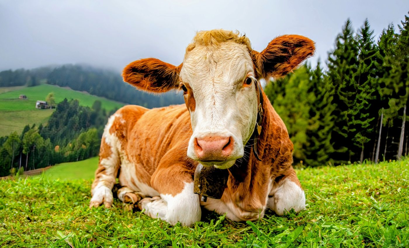 World Farm Animals Day: Taking action for animal welfare