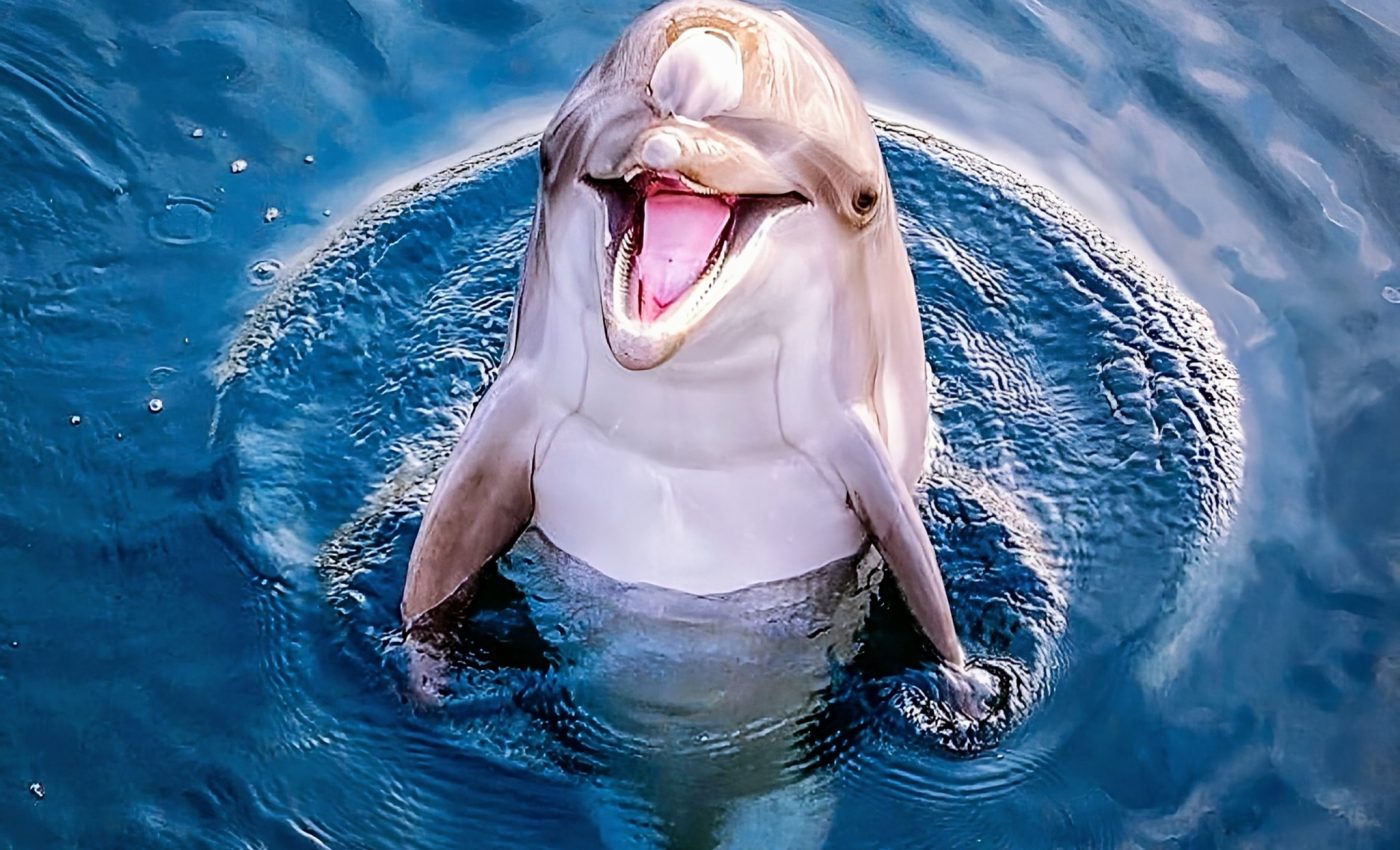 Dolphins 'smile' at each other when they play to avoid confusion
