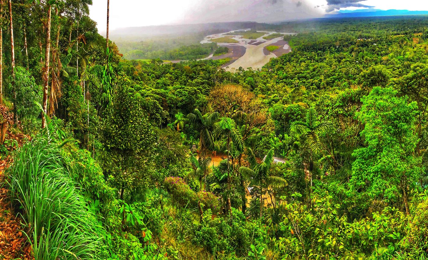 Dangerous PFAS 'forever chemicals' found in the Amazon rainforest