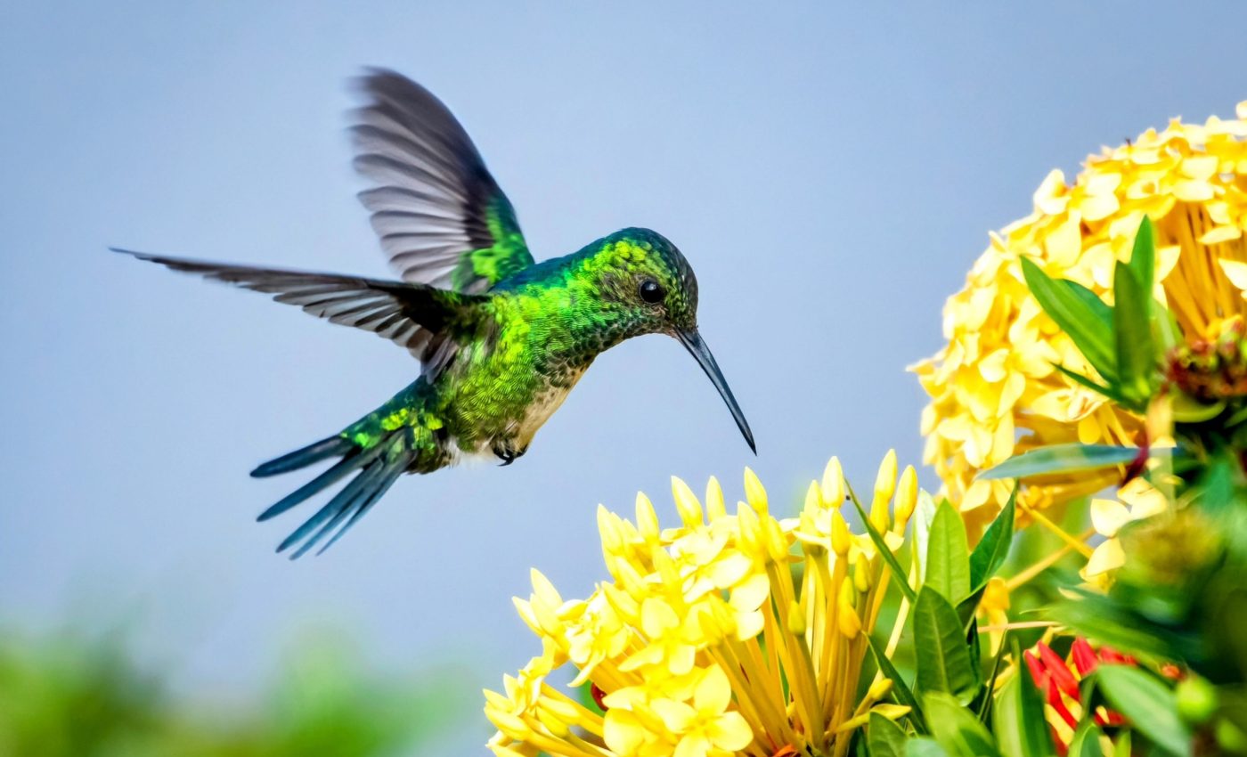 National Butterfly and Hummingbird Day: Celebrating the beauty of life
