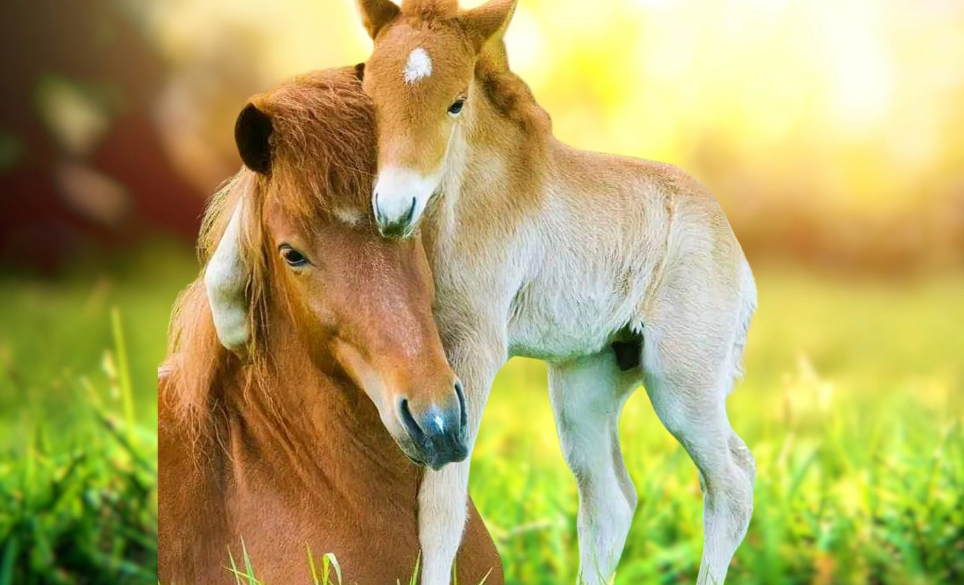 World Animal Day 2024: Building a legacy of compassion