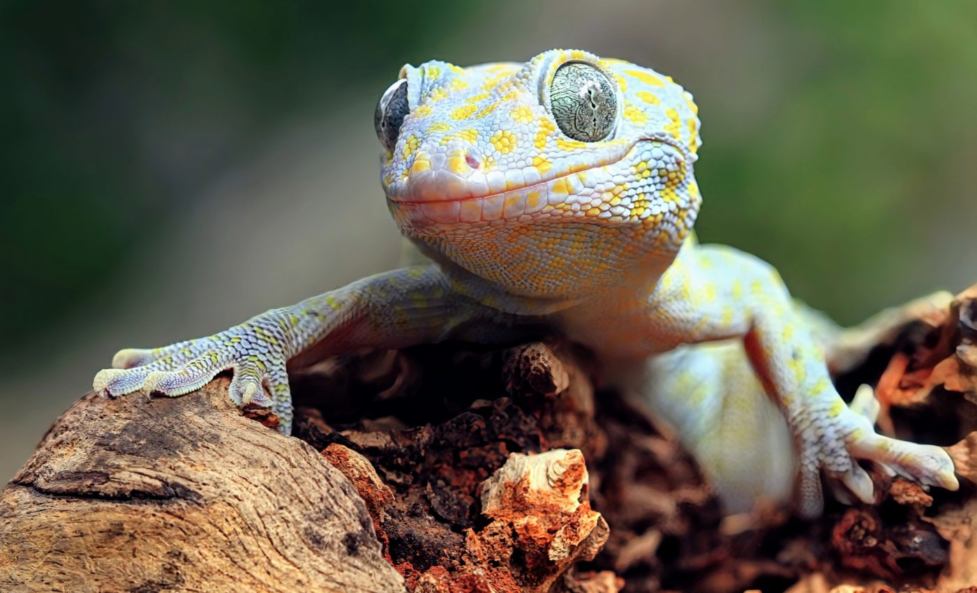 Geckos have a hidden 'sixth sense' linked to hearing