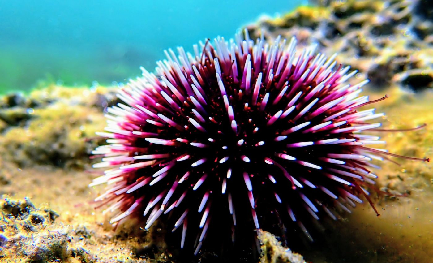 Sea urchins have some unexpected predators