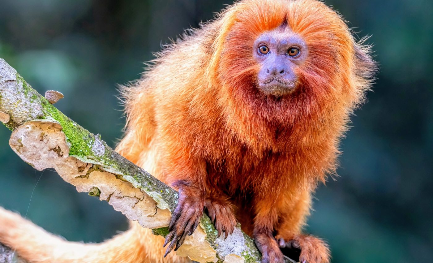 Primates face an uncertain future due to climate change
