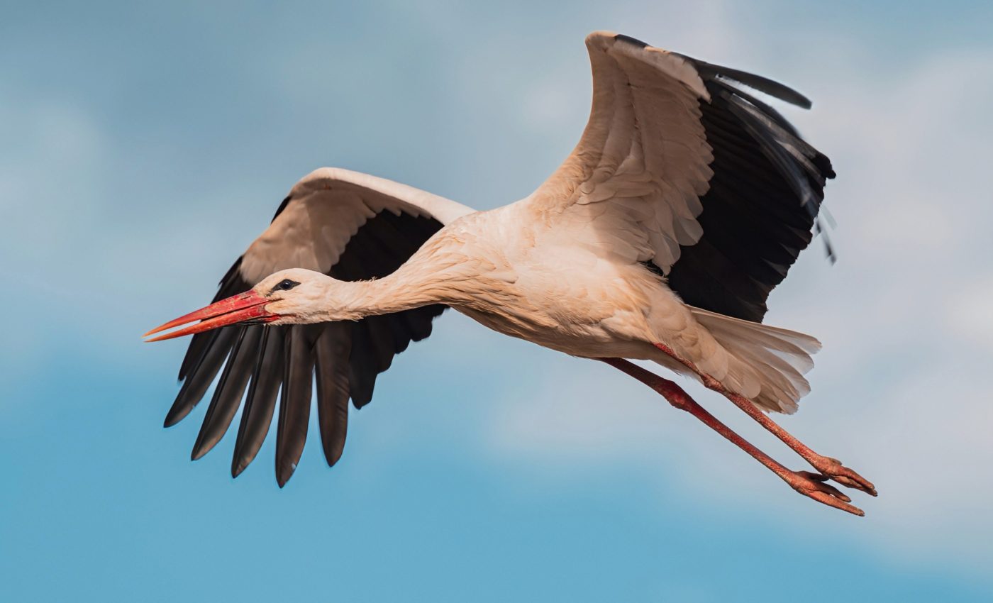 White storks and humans have a long, intertwined history