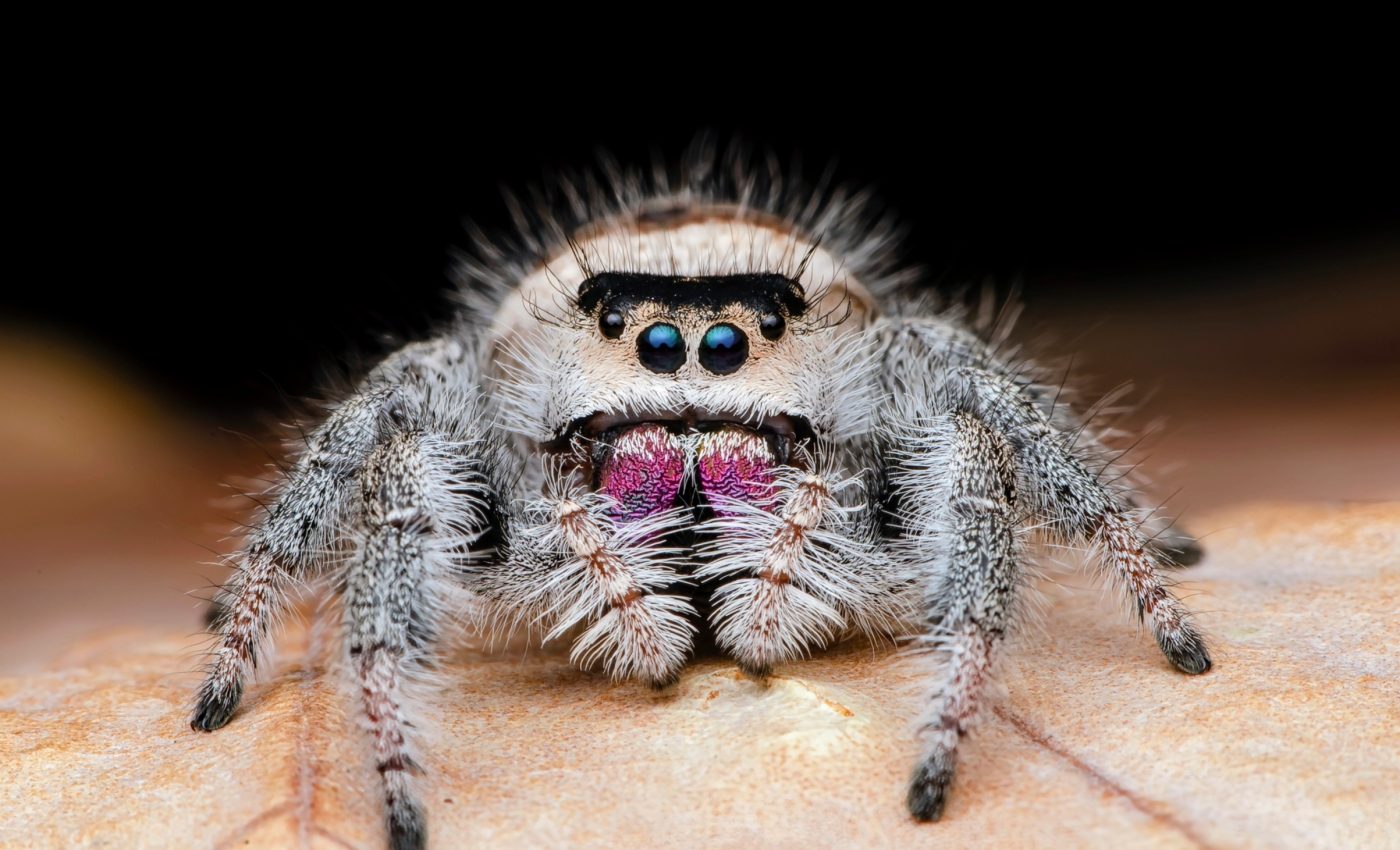 Spider venom has hidden biochemical value
